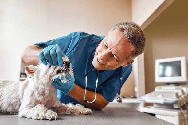 Best Emergency Dental Services for Seniors in Chickamau, GA